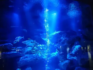 すみだ水族館に投稿された画像（2022/9/13）