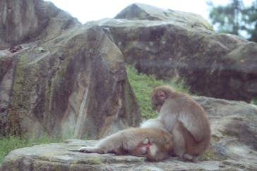 群馬サファリパークに投稿された画像（2022/9/13）