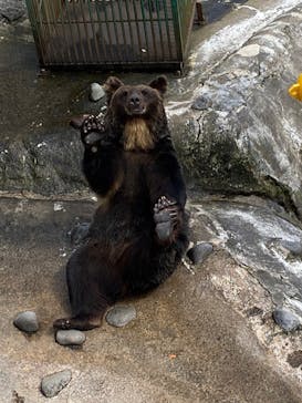 のぼりべつクマ牧場に投稿された画像（2022/9/13）