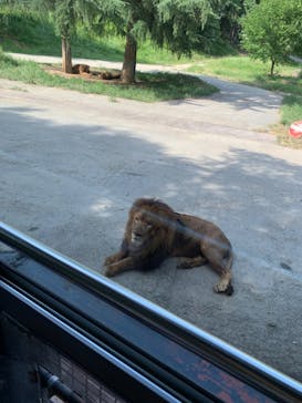 群馬サファリパークに投稿された画像（2022/9/13）