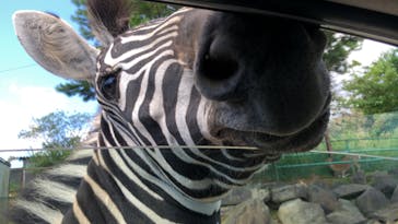 東北サファリパークに投稿された画像（2022/9/13）