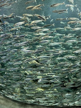サンシャイン水族館に投稿された画像（2022/9/13）