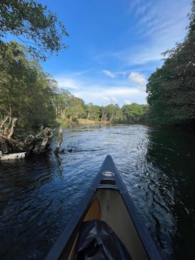Matatabi（マタタビ）に投稿された画像（2022/9/13）