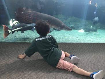 大分マリーンパレス水族館 「うみたまご」に投稿された画像（2022/9/14）