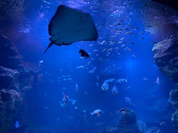 京都水族館×ニデック京都タワーに投稿された画像（2022/9/14）