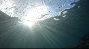 沖縄マリンサービス碧に投稿された画像（2022/9/14）