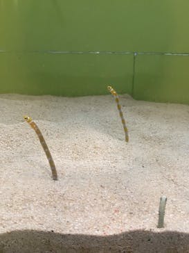 しながわ水族館に投稿された画像（2022/9/14）