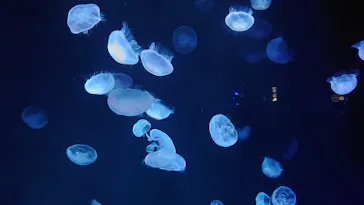 サンシャイン水族館に投稿された画像（2022/9/14）