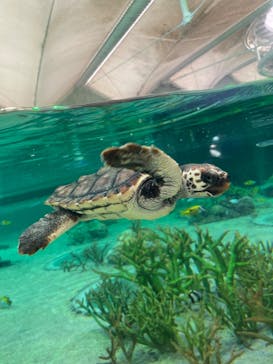 鴨川シーワールドに投稿された画像（2022/9/14）