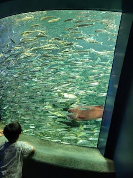 サンシャイン水族館に投稿された画像（2022/9/14）