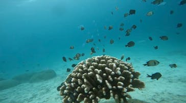 青の洞窟専門店　沖縄ダイビングショップ和に投稿された画像（2022/9/14）