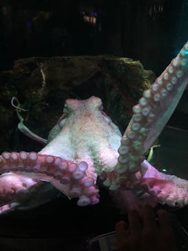 サンシャイン水族館に投稿された画像（2022/9/14）