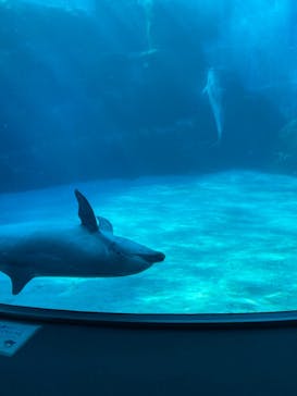 名古屋港水族館に投稿された画像（2022/9/14）