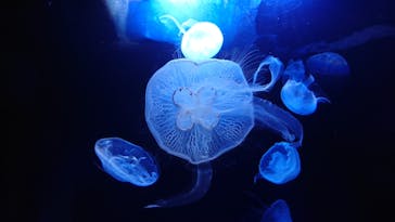 サンシャイン水族館に投稿された画像（2022/9/15）