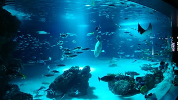 サンシャイン水族館に投稿された画像（2022/9/15）