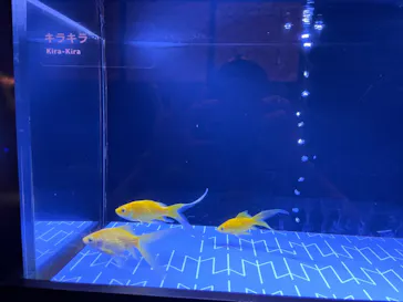 すみだ水族館に投稿された画像（2022/9/15）