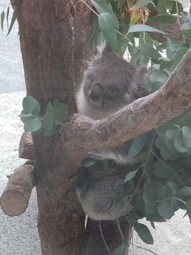 淡路ファームパーク イングランドの丘に投稿された画像（2022/9/15）