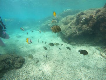 沖縄マリンサービス碧に投稿された画像（2022/9/15）