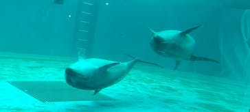 しながわ水族館に投稿された画像（2022/9/15）