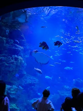 京都水族館に投稿された画像（2022/9/15）