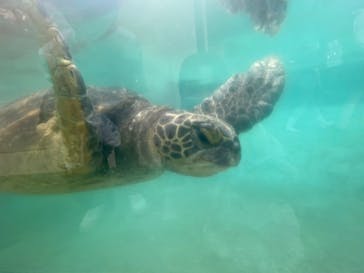 新江ノ島水族館に投稿された画像（2022/9/15）