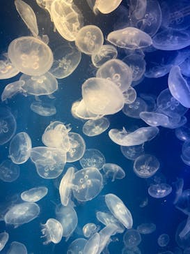 鴨川シーワールドに投稿された画像（2022/9/15）