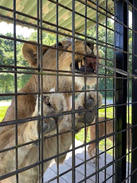 那須サファリパークに投稿された画像（2022/9/15）