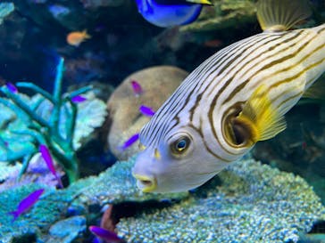 サンシャイン水族館に投稿された画像（2022/9/15）