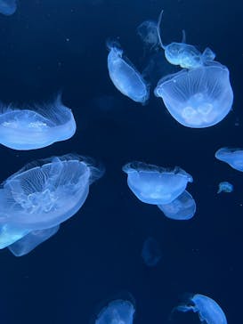 サンシャイン水族館に投稿された画像（2022/9/15）