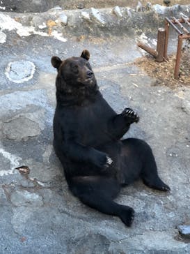 のぼりべつクマ牧場に投稿された画像（2022/9/15）