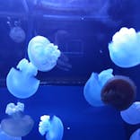 すみだ水族館に投稿された画像（2022/9/16）