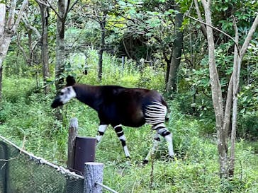 よこはま動物園ズーラシアに投稿された画像（2022/9/16）