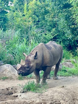 よこはま動物園ズーラシアに投稿された画像（2022/9/16）