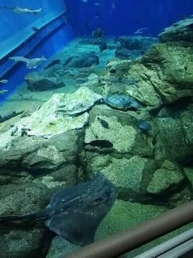 アクアワールド茨城県大洗水族館に投稿された画像（2022/9/16）