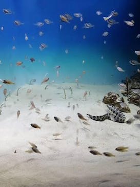アクアワールド茨城県大洗水族館に投稿された画像（2022/9/16）