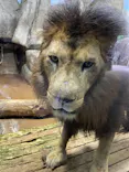 よこはま動物園ズーラシアに投稿された画像（2022/9/16）
