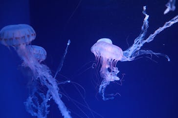 新江ノ島水族館に投稿された画像（2022/9/16）