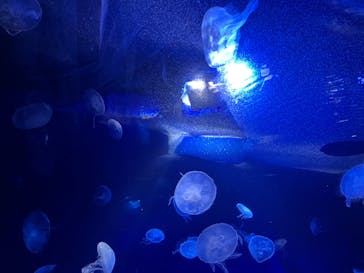 サンシャイン水族館に投稿された画像（2022/9/16）