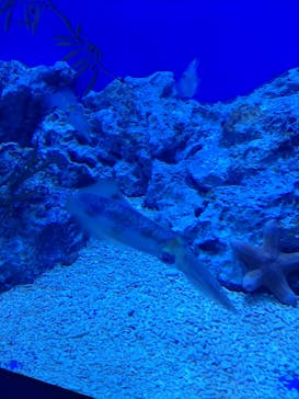 サンシャイン水族館に投稿された画像（2022/9/16）