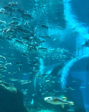九十九島水族館海きららに投稿された画像（2022/9/16）