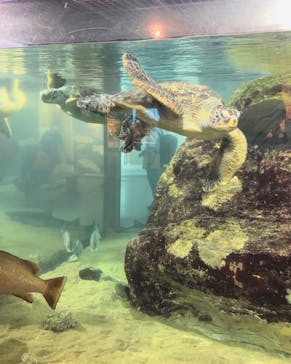 九十九島水族館海きららに投稿された画像（2022/9/16）