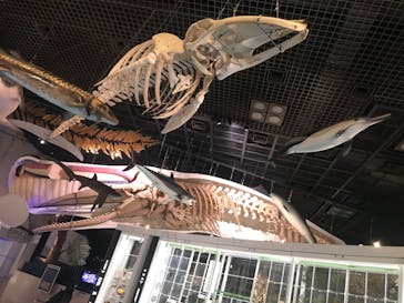 国立科学博物館に投稿された画像（2022/9/16）