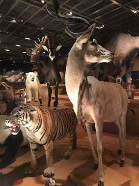 国立科学博物館に投稿された画像（2022/9/16）