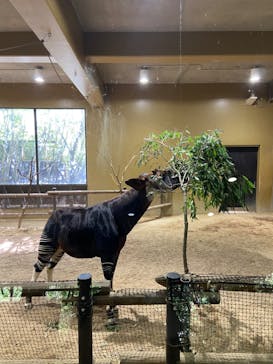 よこはま動物園ズーラシアに投稿された画像（2022/9/16）