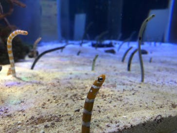 名古屋港水族館に投稿された画像（2022/9/16）