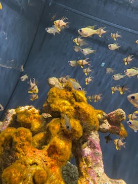 スマートアクアリウム静岡に投稿された画像（2022/9/16）