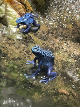 スマートアクアリウム静岡に投稿された画像（2022/9/16）