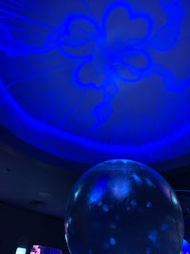 新江ノ島水族館に投稿された画像（2022/9/16）