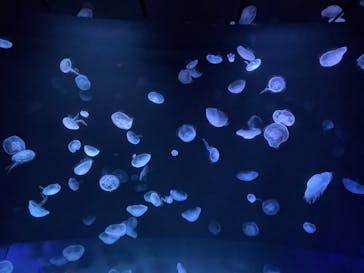 サンシャイン水族館に投稿された画像（2022/9/16）