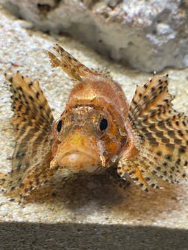 サンシャイン水族館に投稿された画像（2022/9/16）